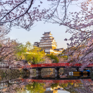 cherry blossoms and castle in himeji, japan.