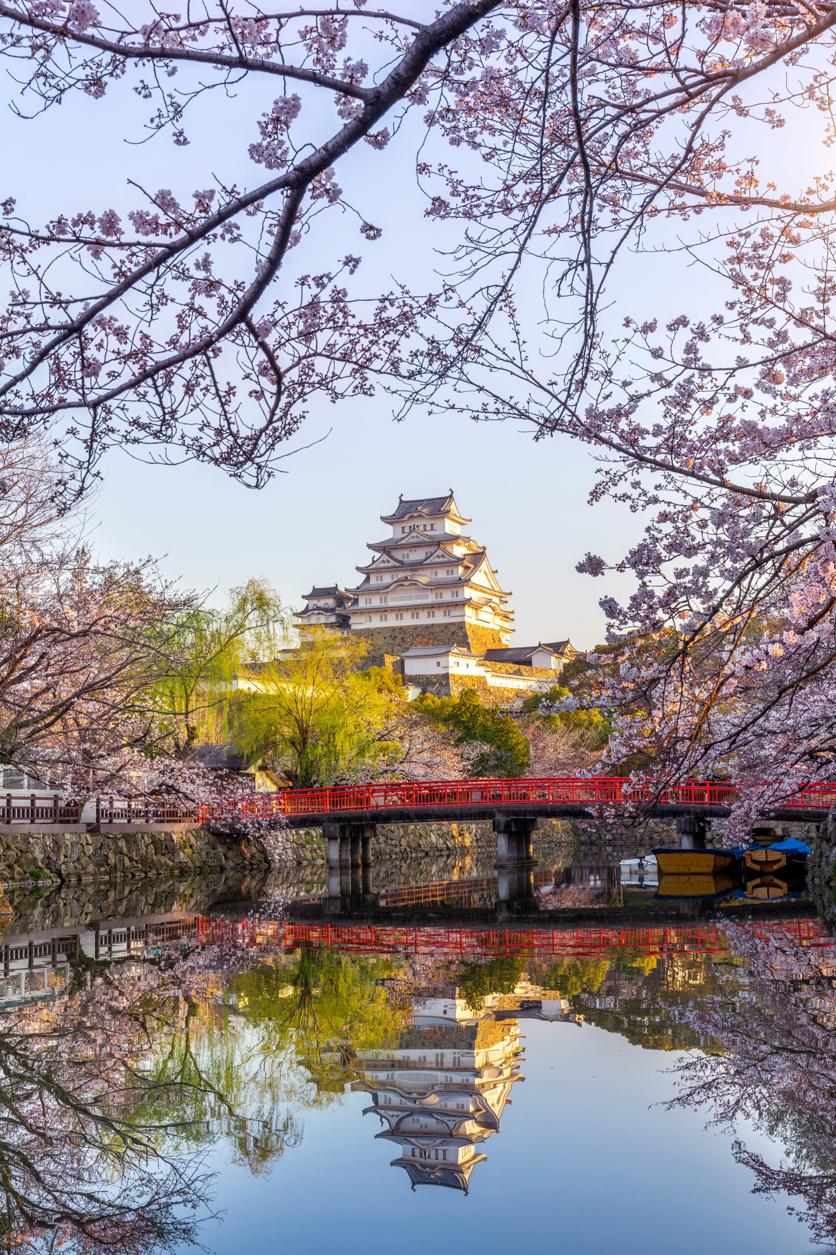 cherry blossoms and castle in himeji, japan.